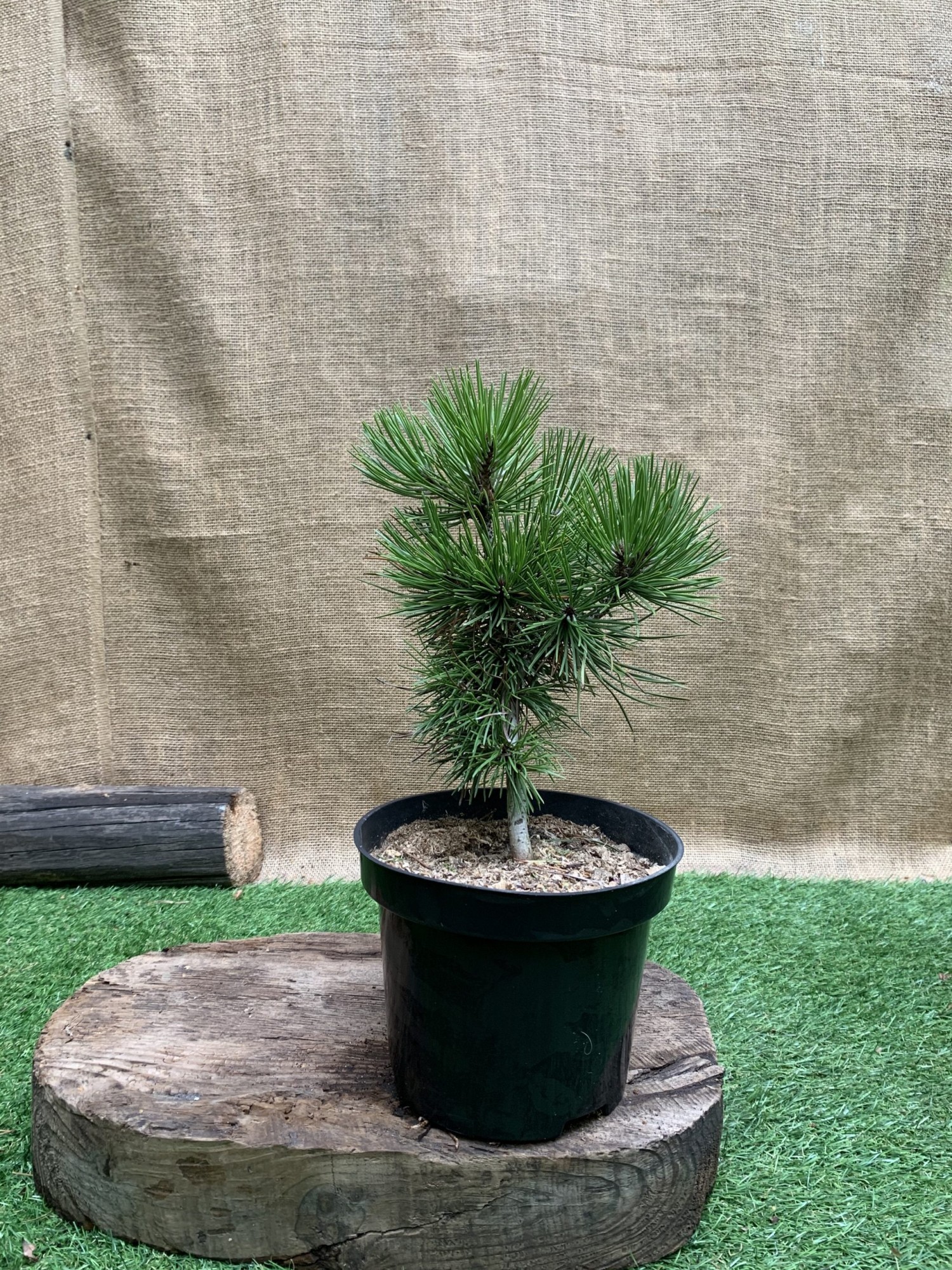 Сосна румелійська, балканська, македонська Rovinsky Garden Pinus peuce, висота 20-30см, об'єм горщика 3л
