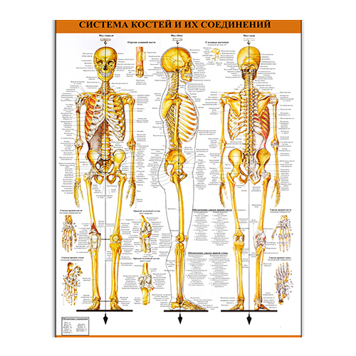 Плакат Vivay Система кісток та їх з'єднань А0 (4690)