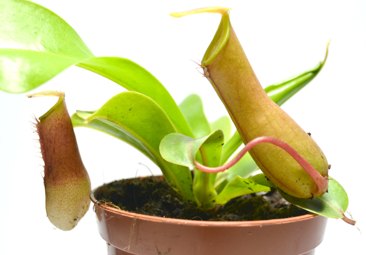 Растение хищник Непентес Алата AlienPlants Nepenthes Alata Plants (SUN005CP)
