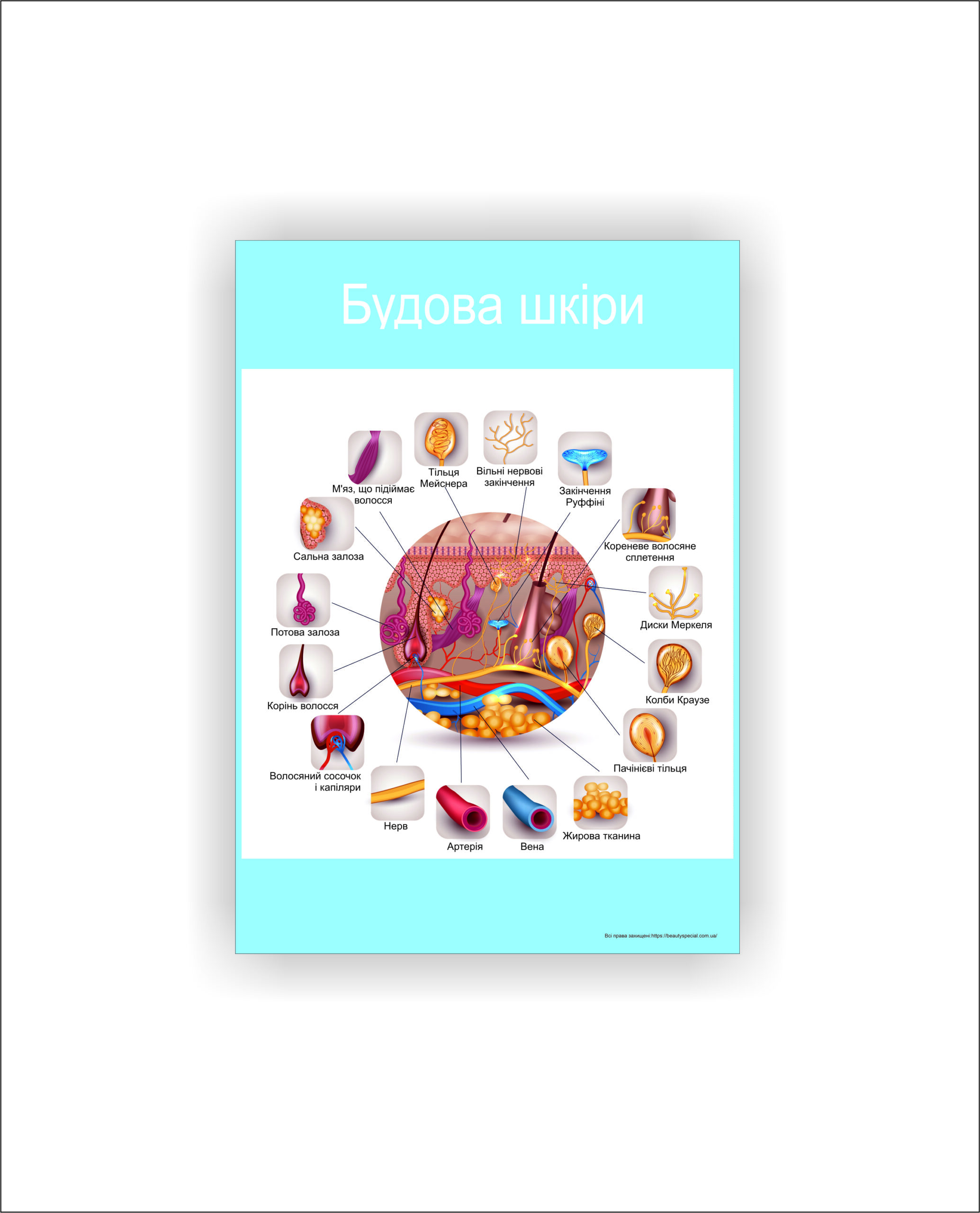 Плакат Vivay Будова шкіри 30х40 см Білий