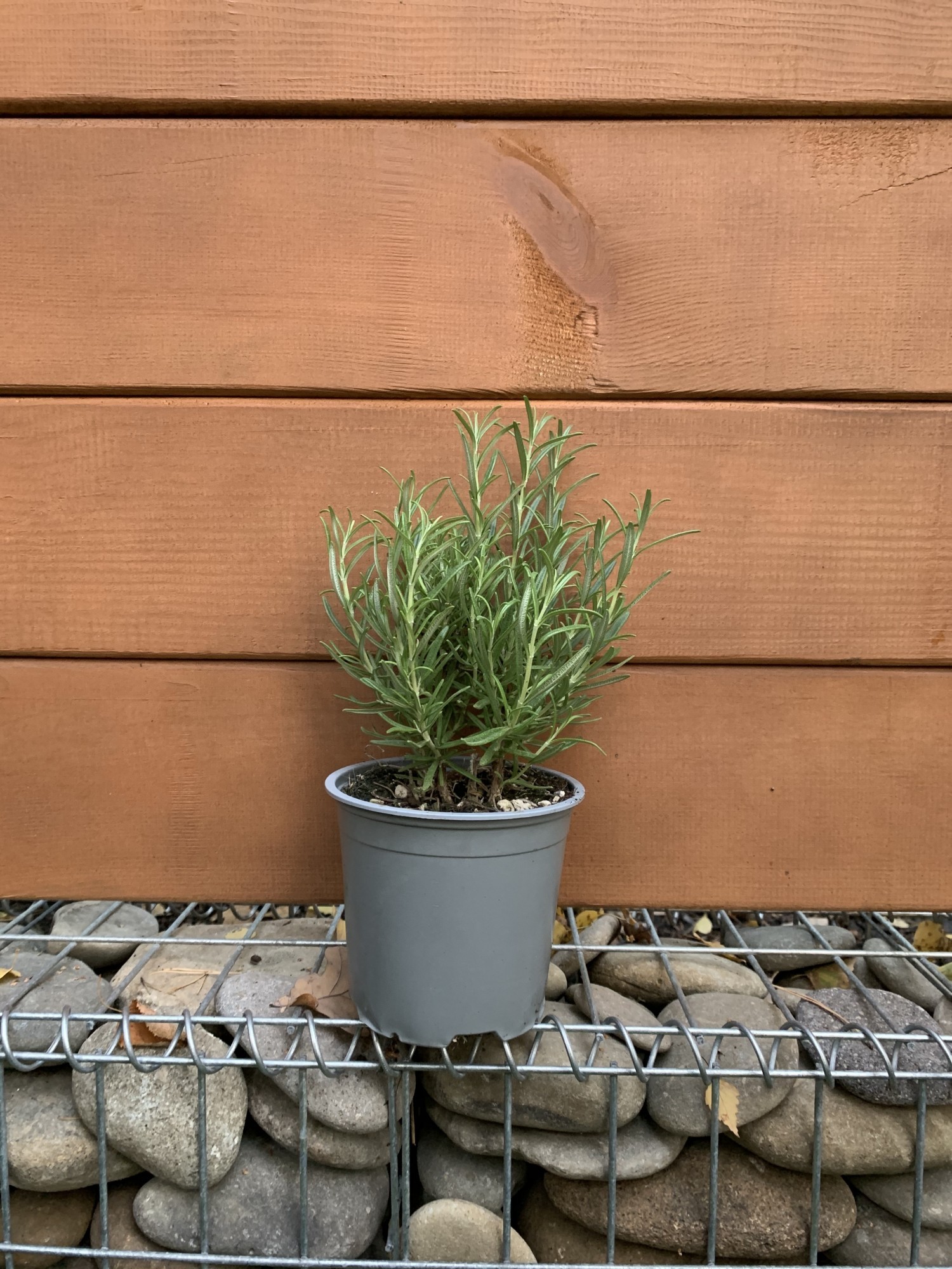 Розмарин Florinda Rosmarinus officinalis bush 20 см (1.25 л)