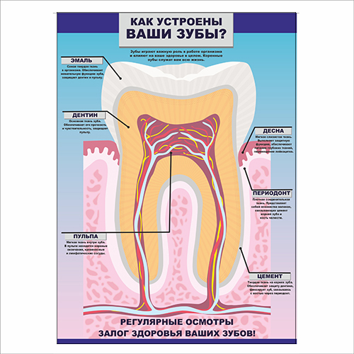 Плакат Vivay Как устроены ваши зубы 59x84 см (5453)