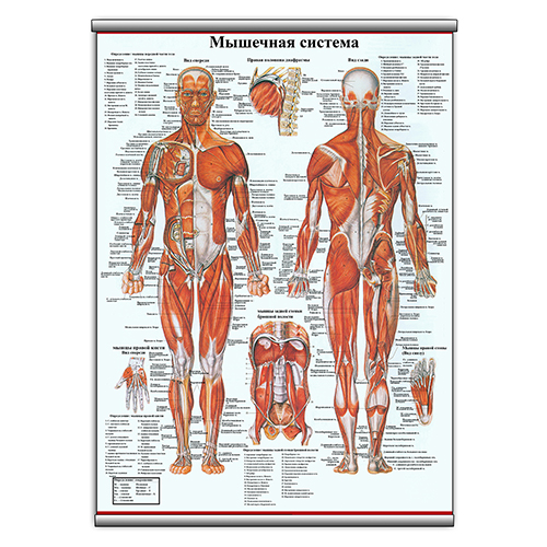 Шафа-купе тридверна ViAnt 5-5 220x60x240 Білий (8899)