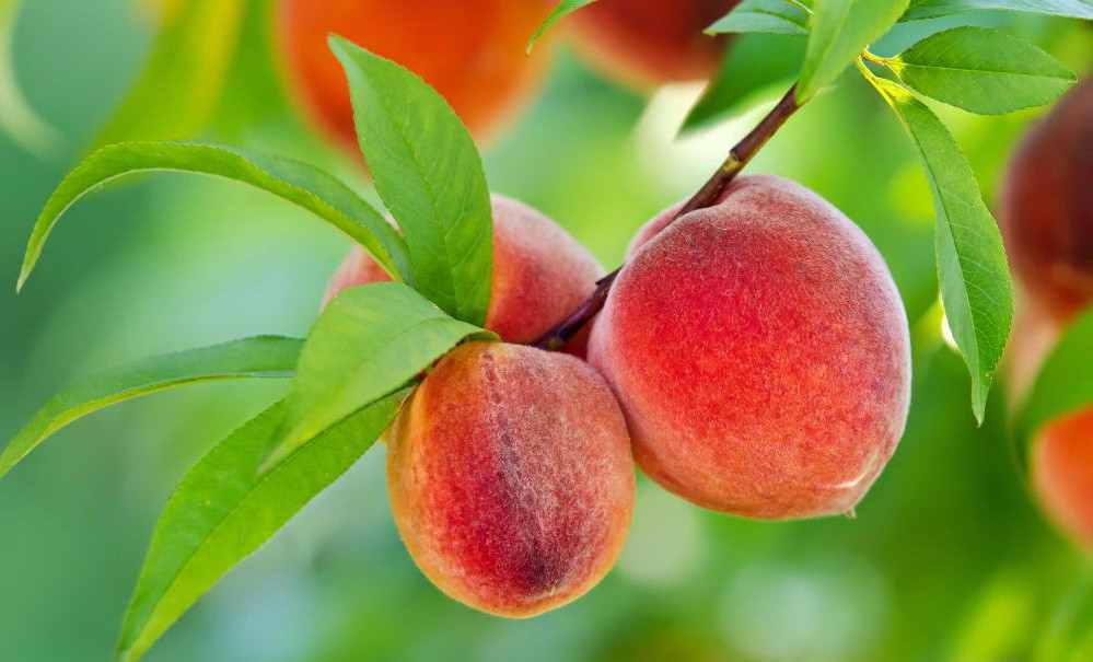Фунгицид Syngenta Хорус 3 г