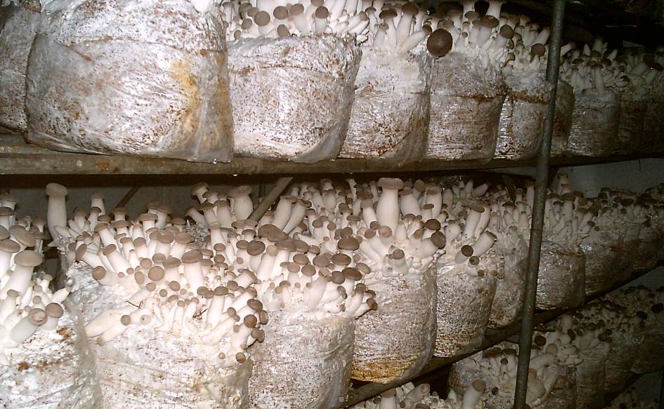 Міцелій Еринги зерновий 6 кг Королівська степова глива Mine (hub_hgy1nd)