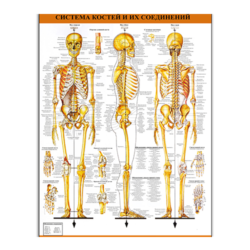 Плакат Vivay Система костей и их соединений А2 (4688)