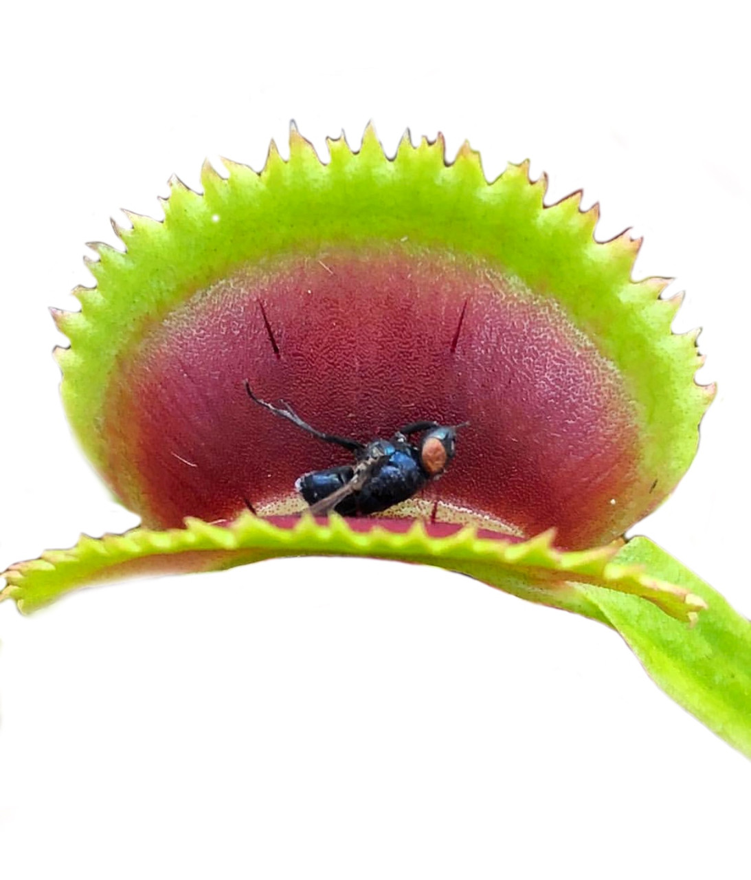Растение Хищник Венерина мухоловка Дентана L AlienPlants Dionaea muscipula Dentate Plants (SUN0016CP)