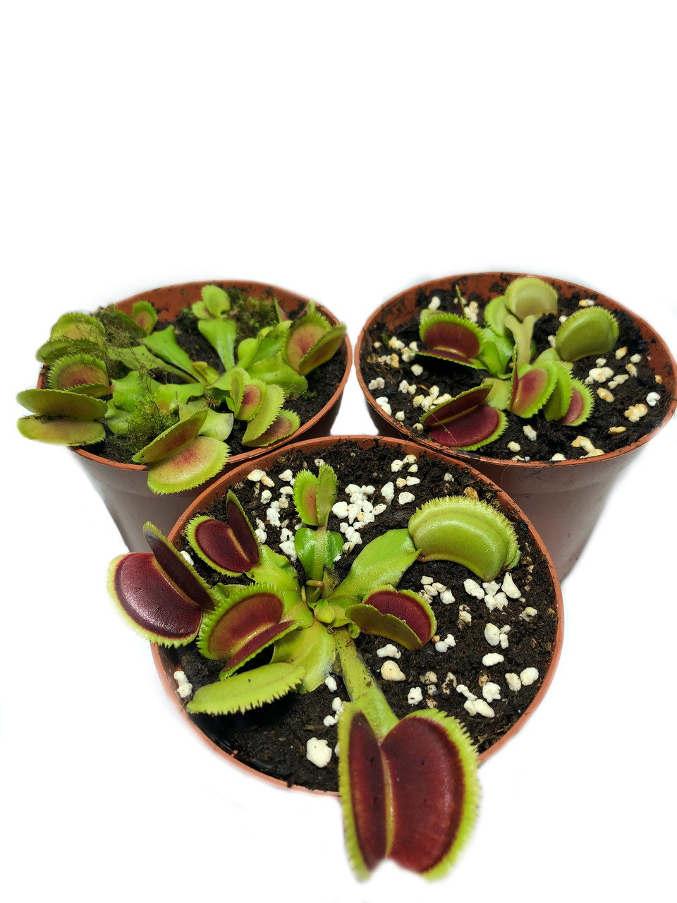 Растения Хищник Венерина мухоловка Дентата AlienPlants Dionaea muscipula Dentate M Plants (SUN0018CP)