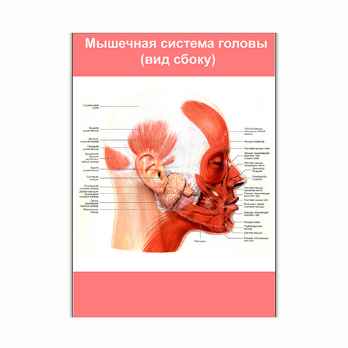Плакат Vivay Мышечная система головы (вид сбоку) А1 (8230)