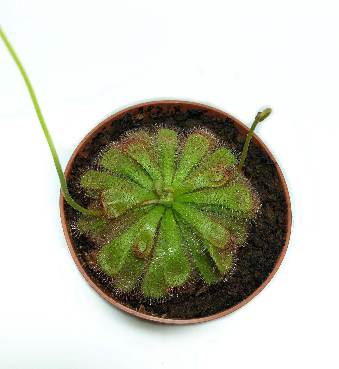 Растение хищник Росянка Алисиа AlienPlants Drosera Aliciae М 9 см Plants (SUN0012CP)
