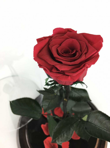 Стабілізована троянда Rose Ecuador Червона (28 см) (Roze_R)