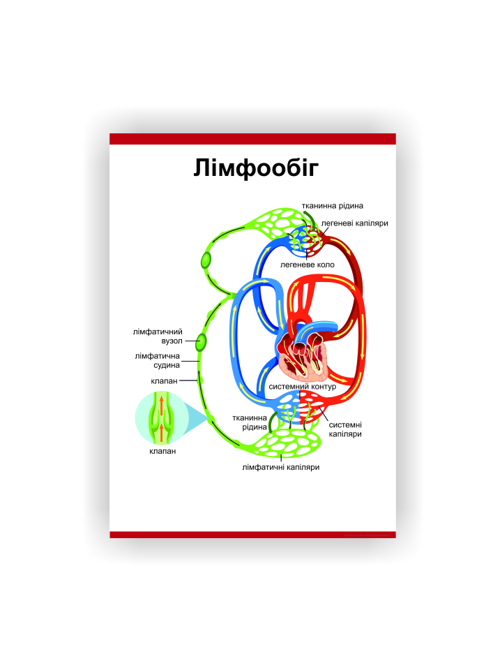 Плакат Vivay Лімфообіг 60х80 см Білий