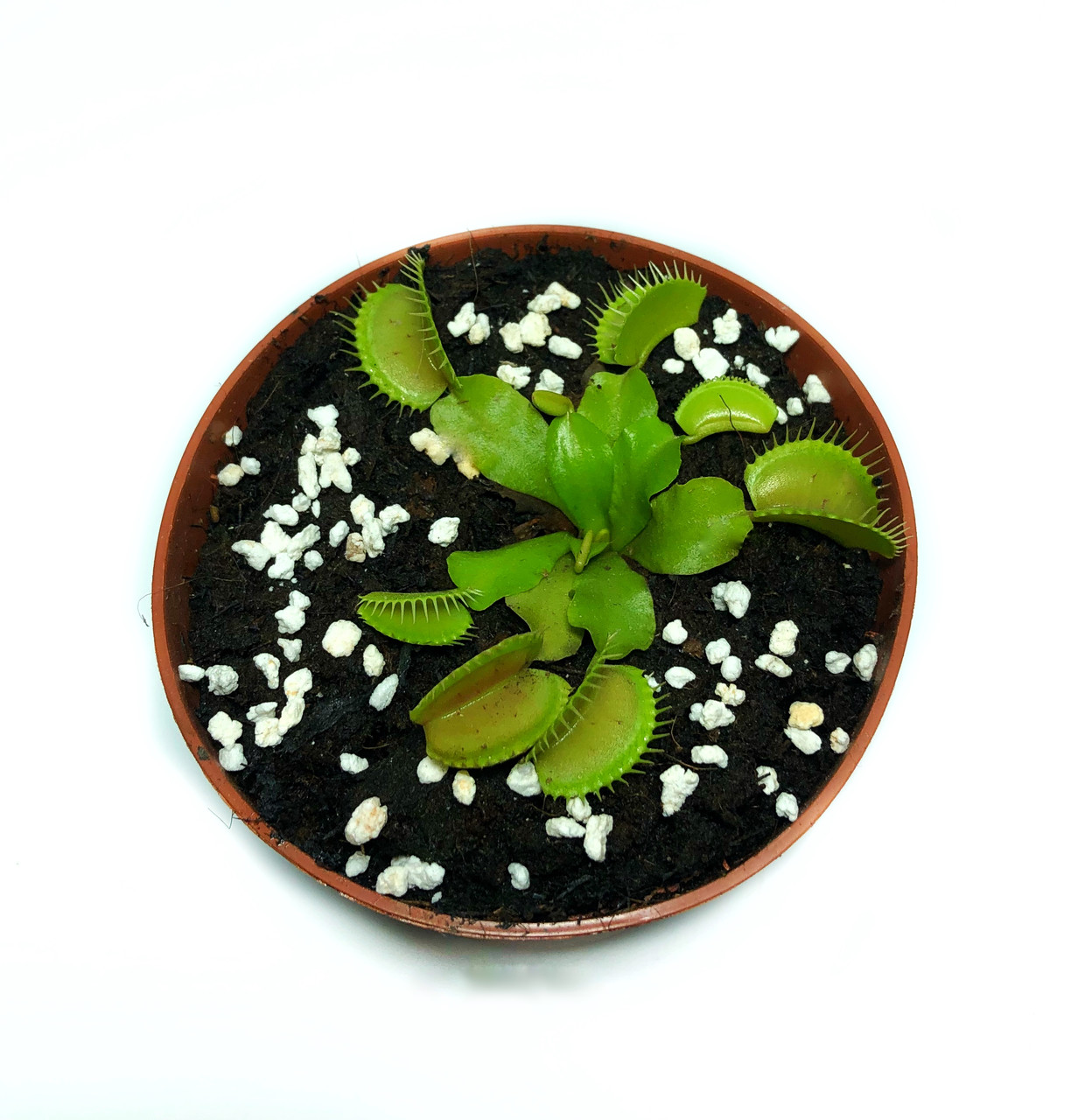 Растение хищник AlienPlants Венерина Мухоловка Дионея S в горшке (SUN0020CP)