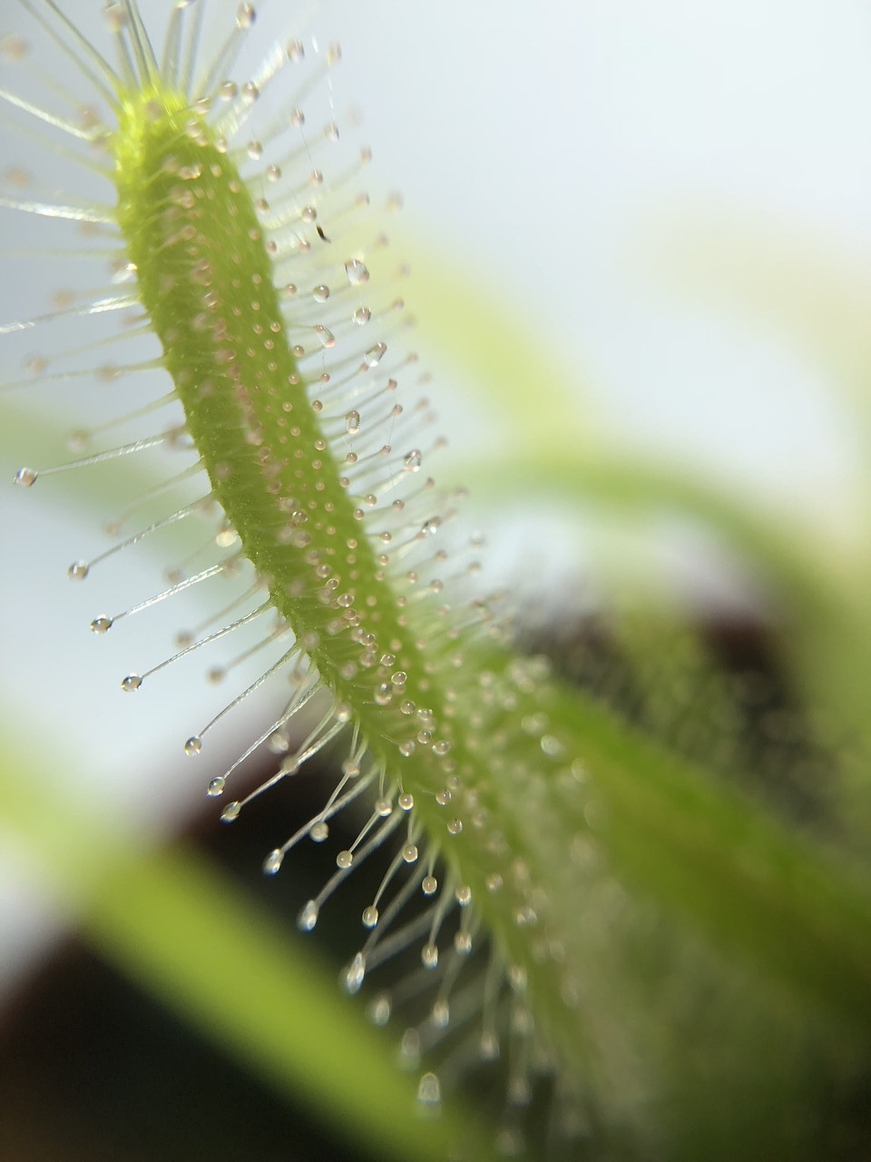 Растение хищник Росянка Капская AlienPlants Drosera Capensis Plants (SUN0011CP)