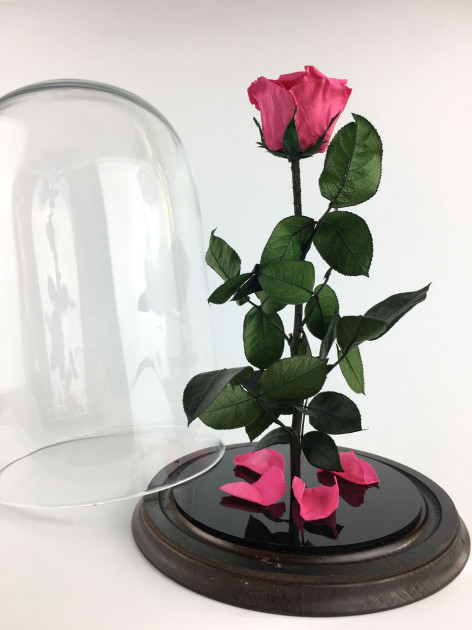 Стабілізована троянда Rose Ecuador Рожева (28 см) (Roze_P)