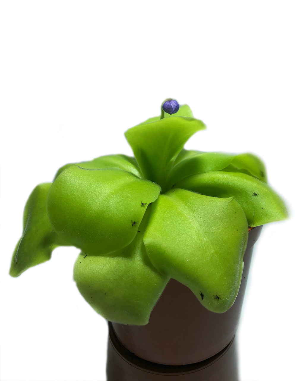 Хижа Рослина Жирянка Тіна AlienPlants Pinguícula Plants (SUN0010CP)