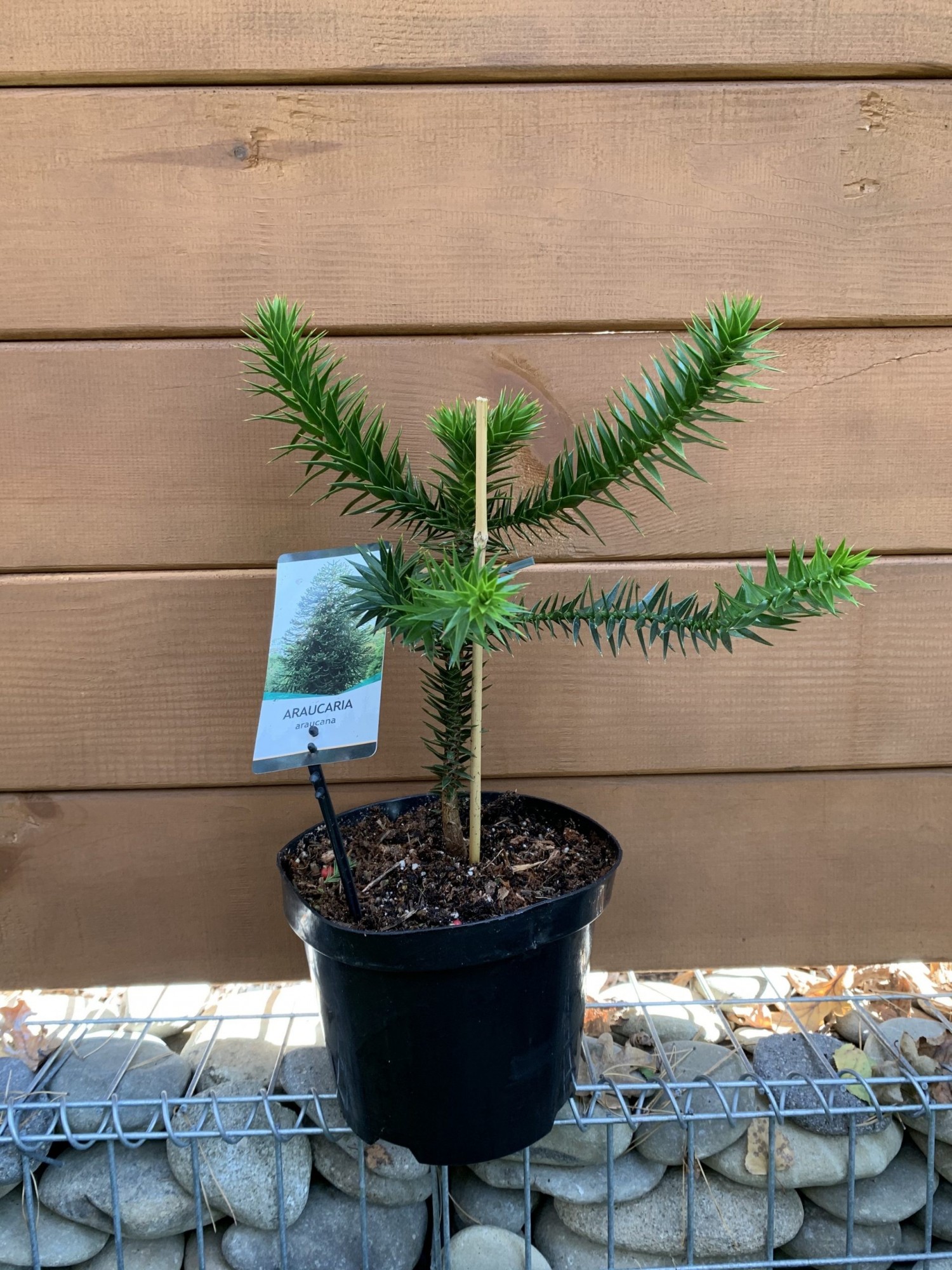 Араукарія Чилійська Rovinsky Garden Araucaria araucana, висота 40см, об`єм горщику 3,5л