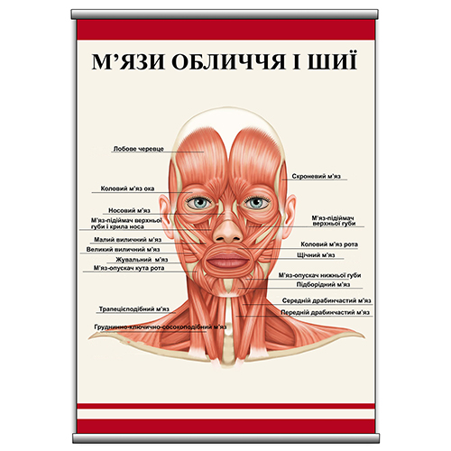 Плакат Vivay “М'язи обличчя та шиї” А1 (a8224c-25357)
