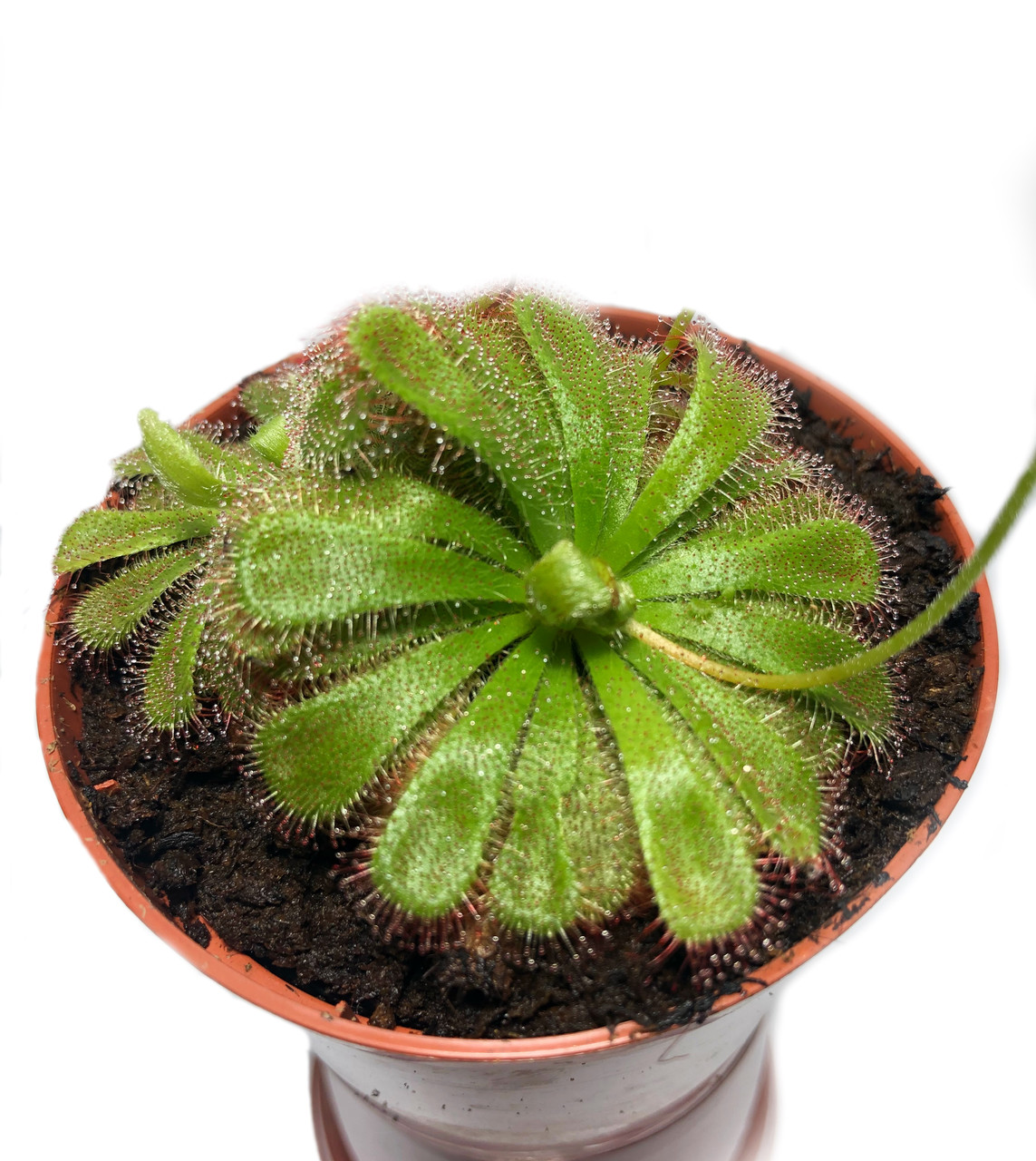 Растение хищник Росянка Алисиа AlienPlants Drosera Aliciae M Plants (SUN0013CP)