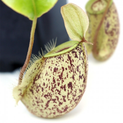 Растение хищник Непентес Хукериана AlienPlants Nepenthes Hookeriana Plants (SUN006CP)