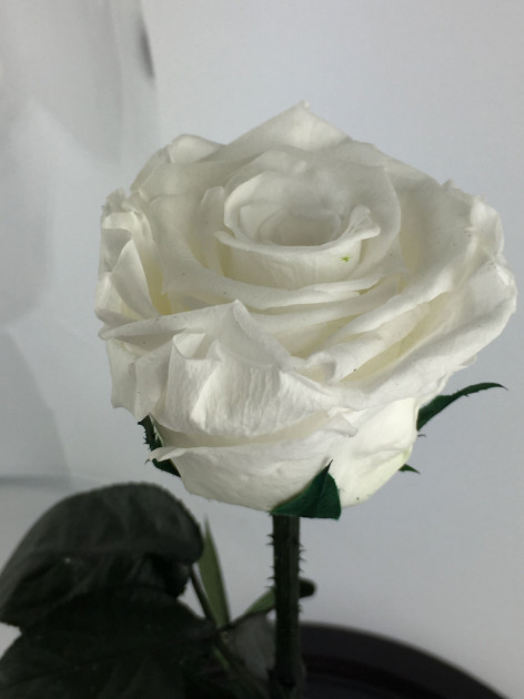 Стабілізована троянда Rose Ecuador Біла (28 см) (Roze_W)