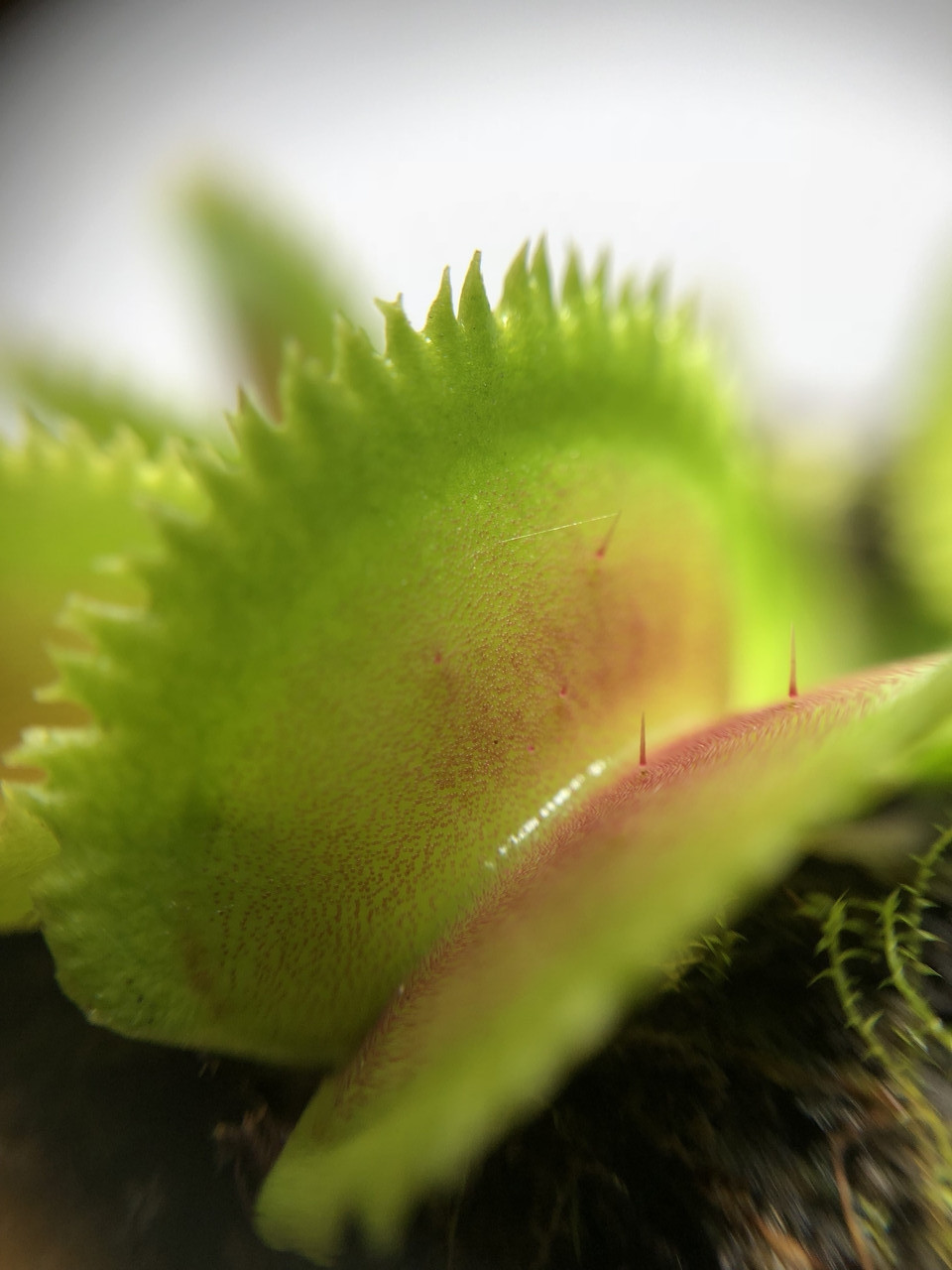 Растение Хищник Венерина мухоловка Дентата AlienPlants Dionaea muscipula Dentate S Plants (SUN0017CP)