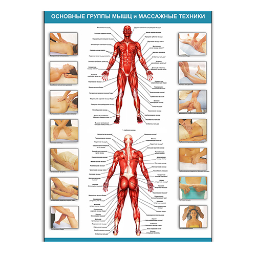 Плакат Основні групи м'язів та масажні техніки Vivay А1