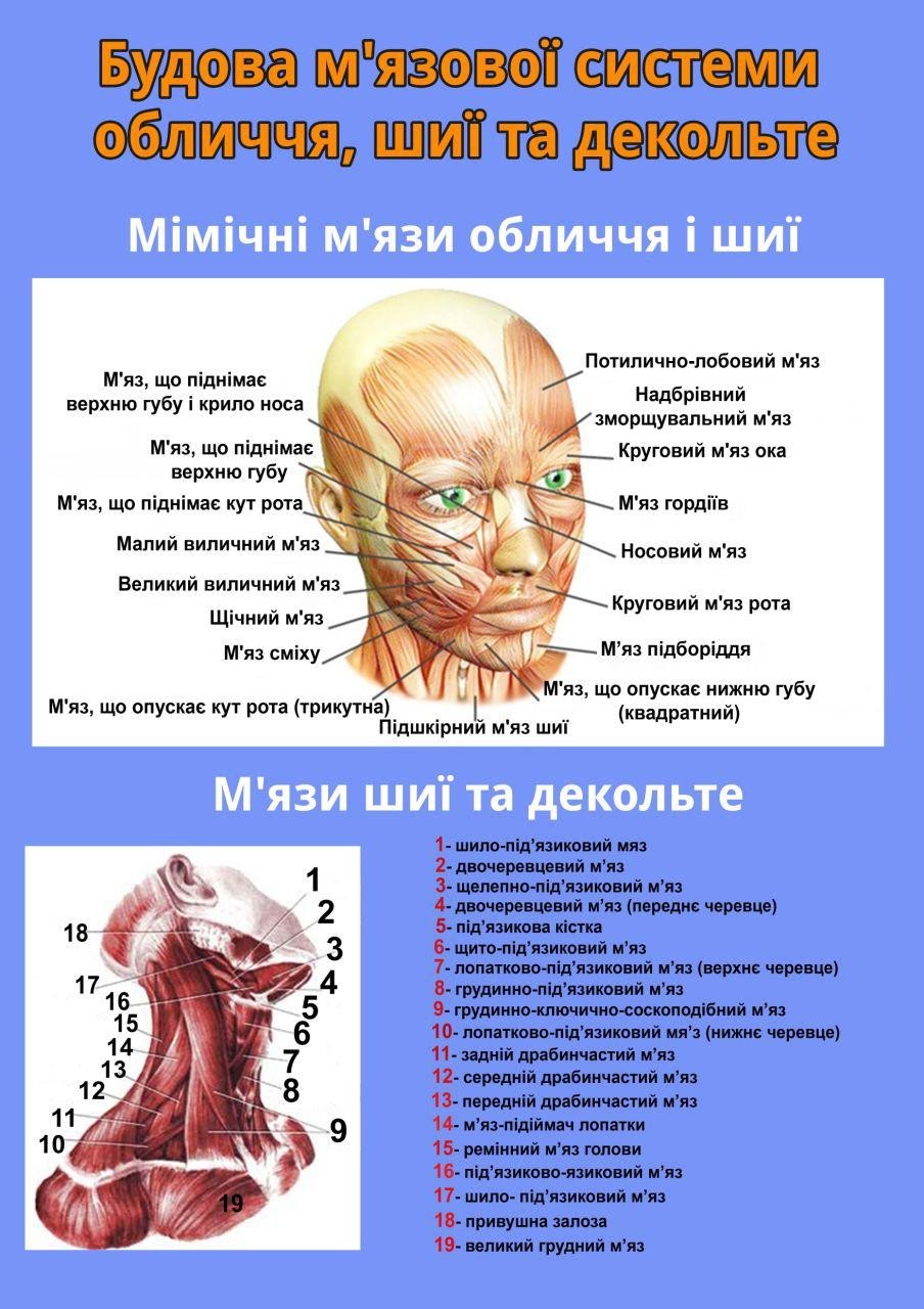 Плакат Vivay Будова м'язової системи обличчя, шиї та декольте А3 (4687)