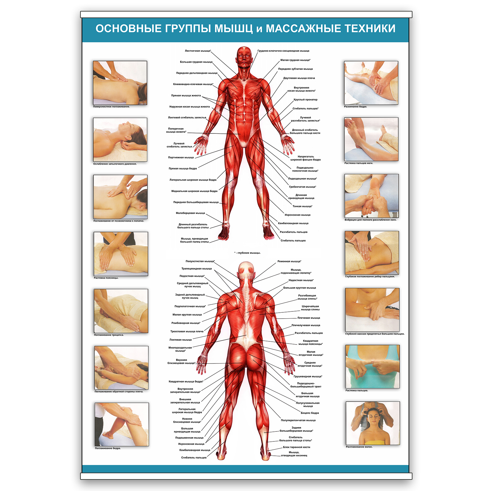 Плакат Vivay “Основні групи м'язів та масажні техніки” А0 (8895)