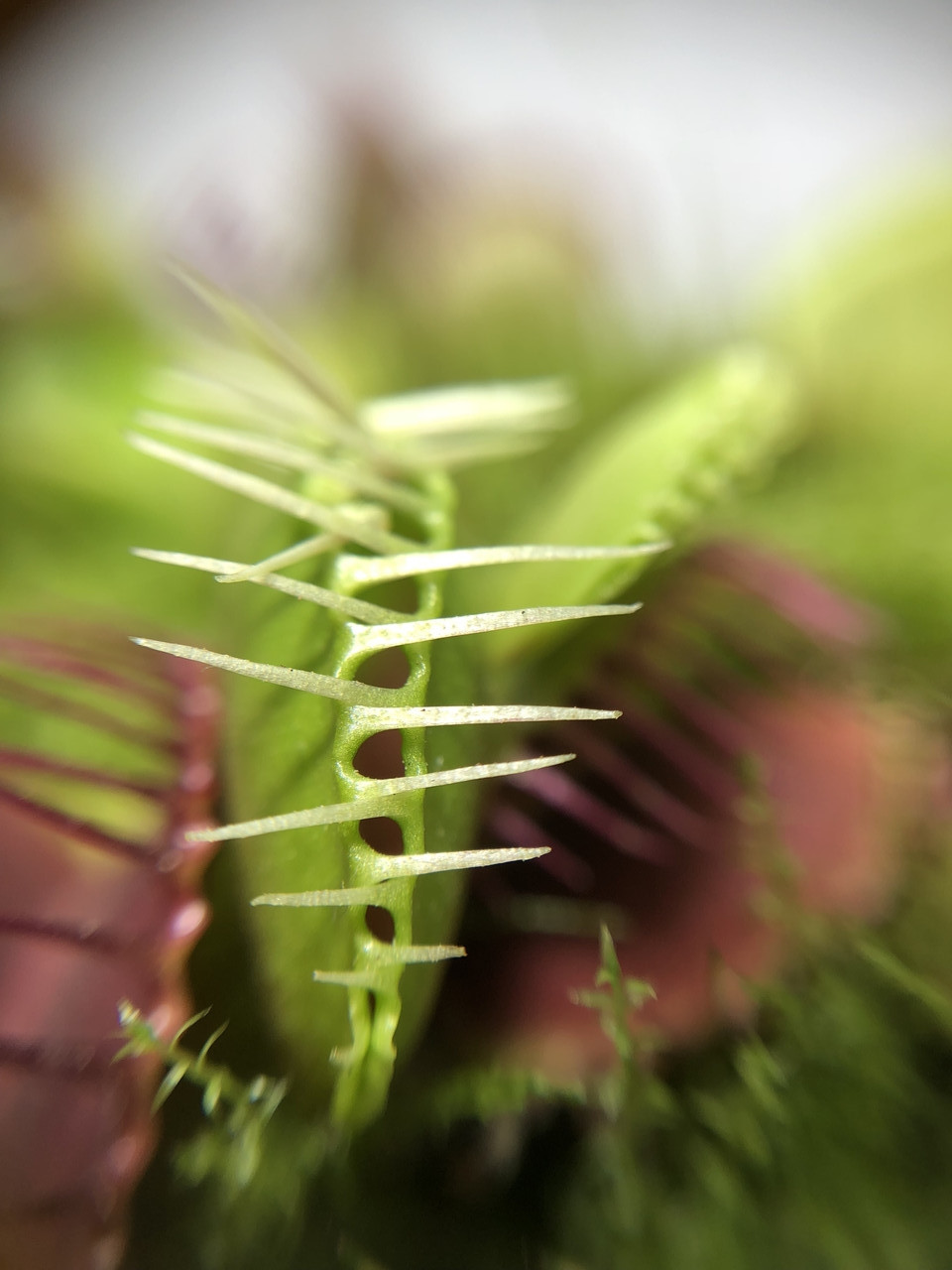 Растение хищник Венерина Мухоловка AlienPlants B52 Dionaea muscipula B52 L (SUN0001CP)