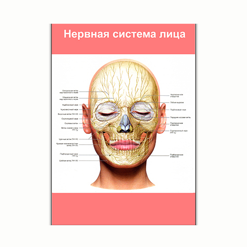 Плакат Vivay Нервная система лица А1 (8254)