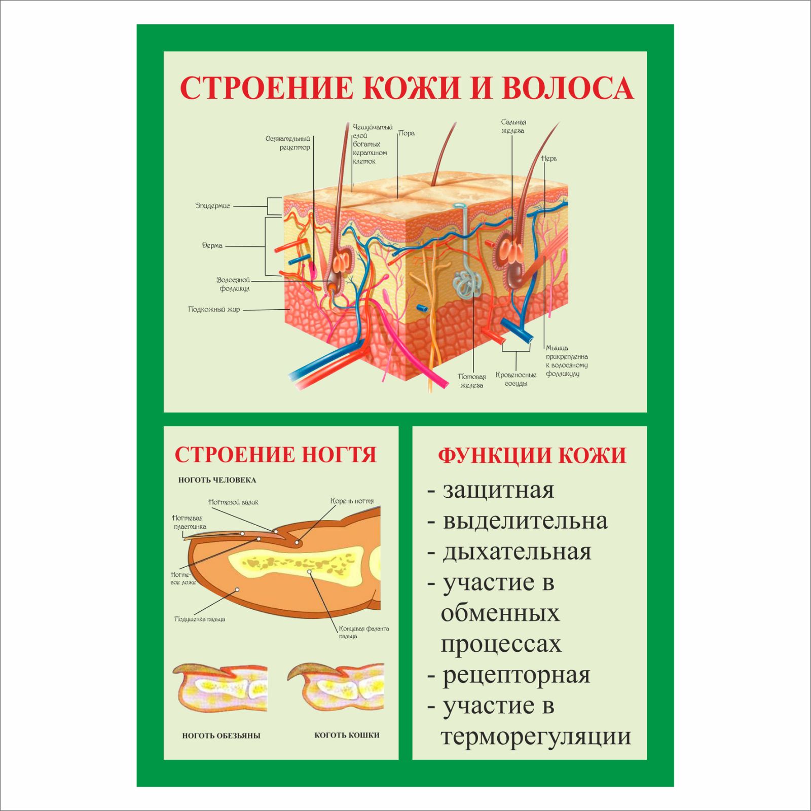 Плакат Строение кожи и волоса А2