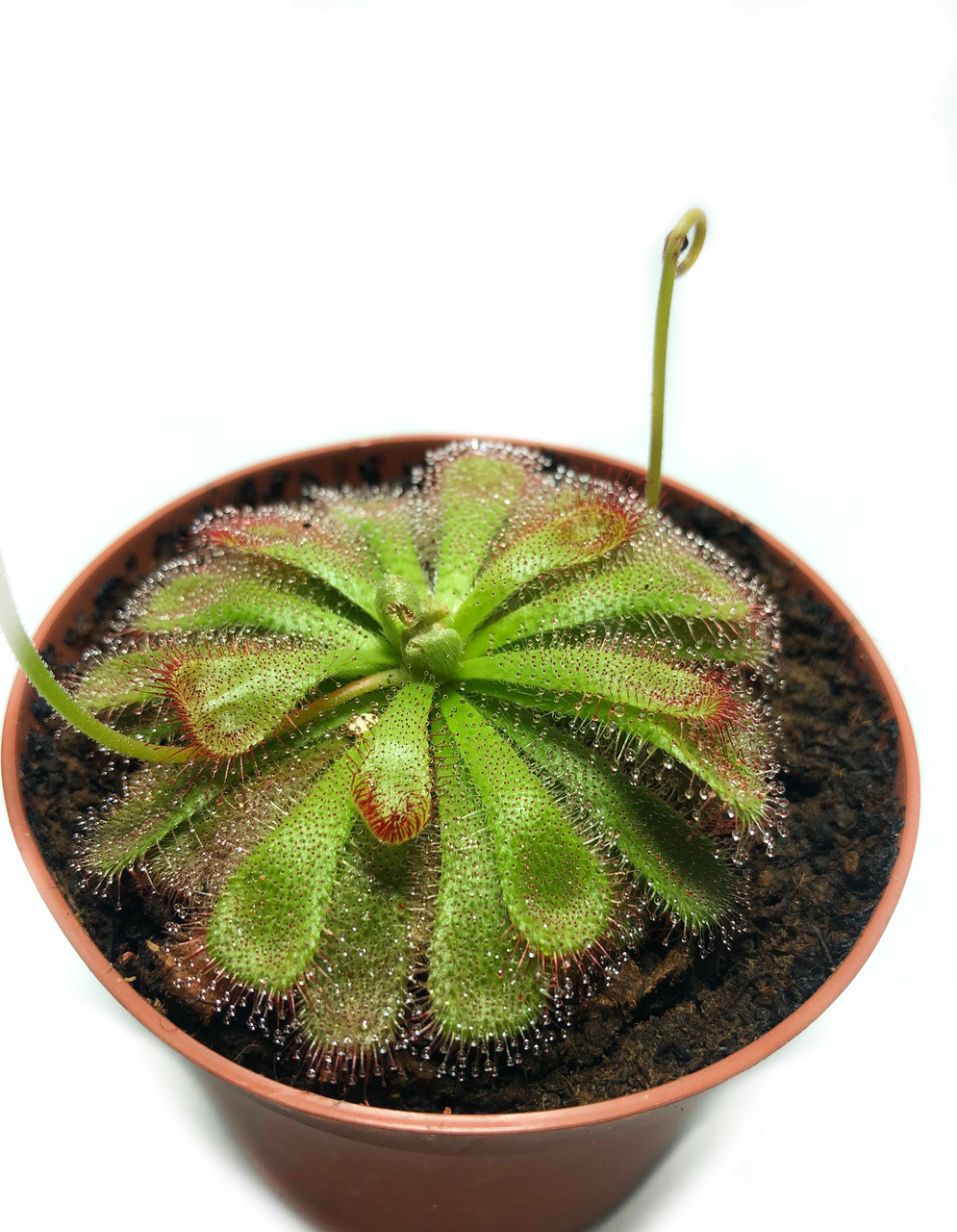 Рослина хижак Росянка Алісіа AlienPlants Drosera Aliciae М 9 см Plants (SUN0012CP)