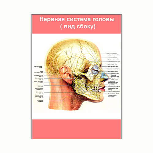 Плакат Vivay Нервная система головы (вид сбоку) А3 (8136)