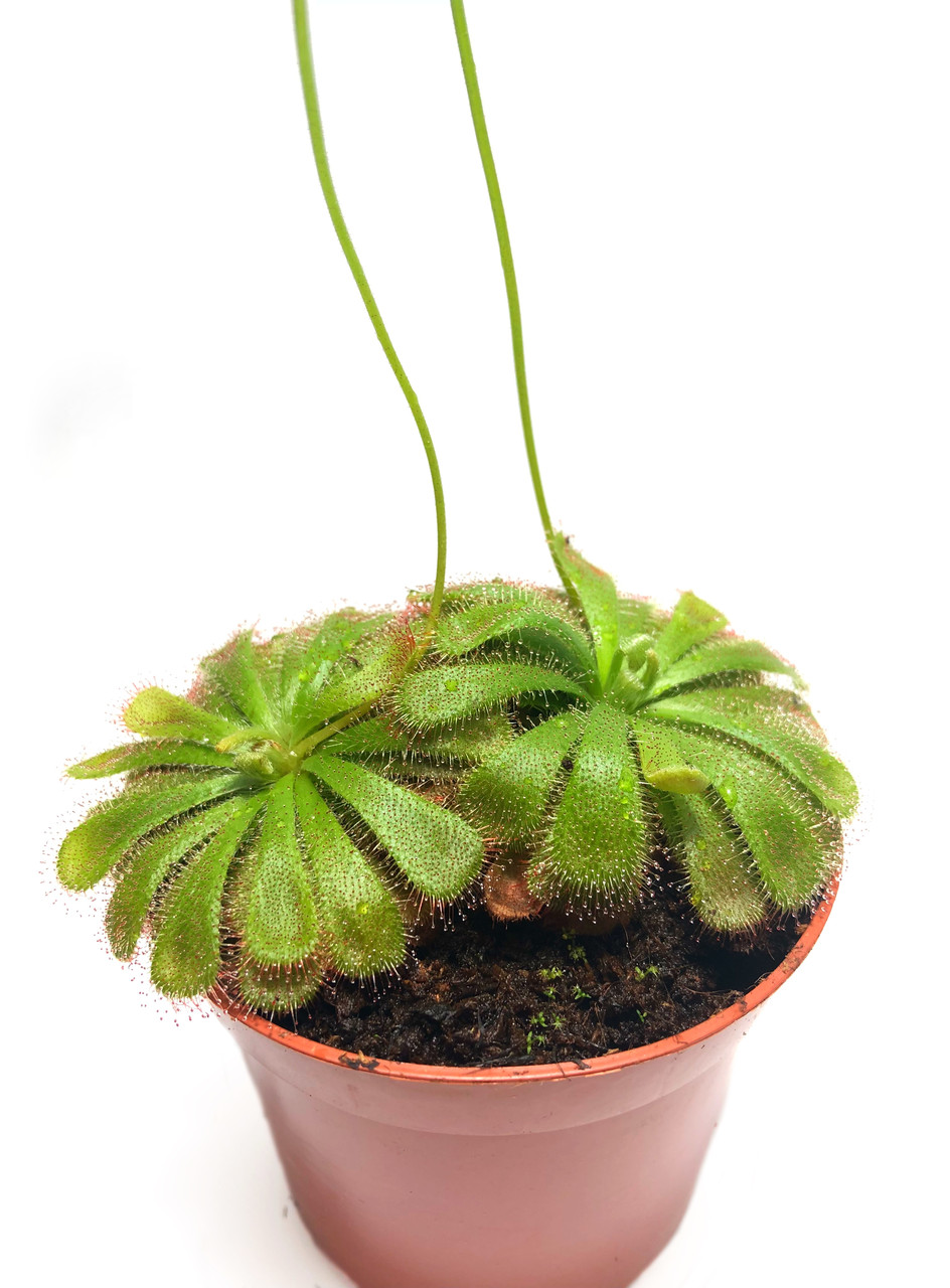 Рослина хижак Росянка Алісіа AlienPlants Drosera Aliciae M Plants (SUN0013CP)
