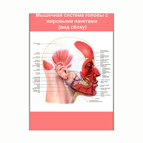 Плакат Vivay М'язова система голови з жировими пакетами (вид збоку) А3 (8224)