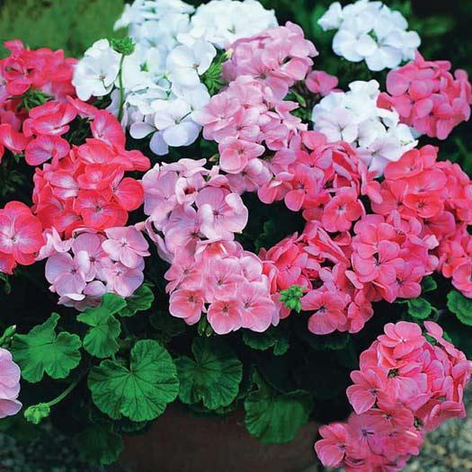 Ефірна олія Flora Secret герані 10 мл (F103)