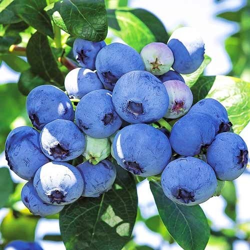 Чорниця Блюкроп Florinda (Лохіна, Blueberry Bluecrop) 80-100см, об'єм горщика 2,5л