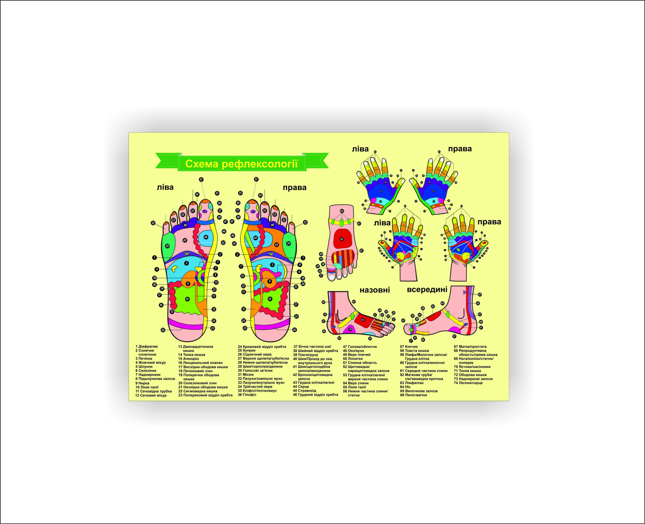 Плакат Vivay Схема рефлексології 30х40 см Жовтий