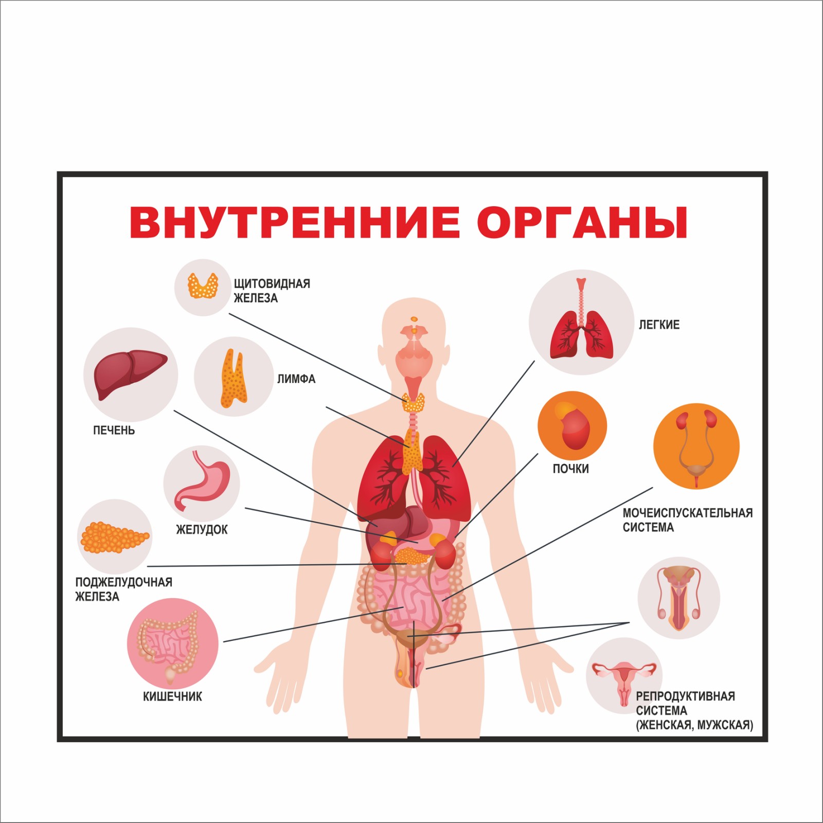 Плакат Vivay Внутренние органы 85x70 см (5635)