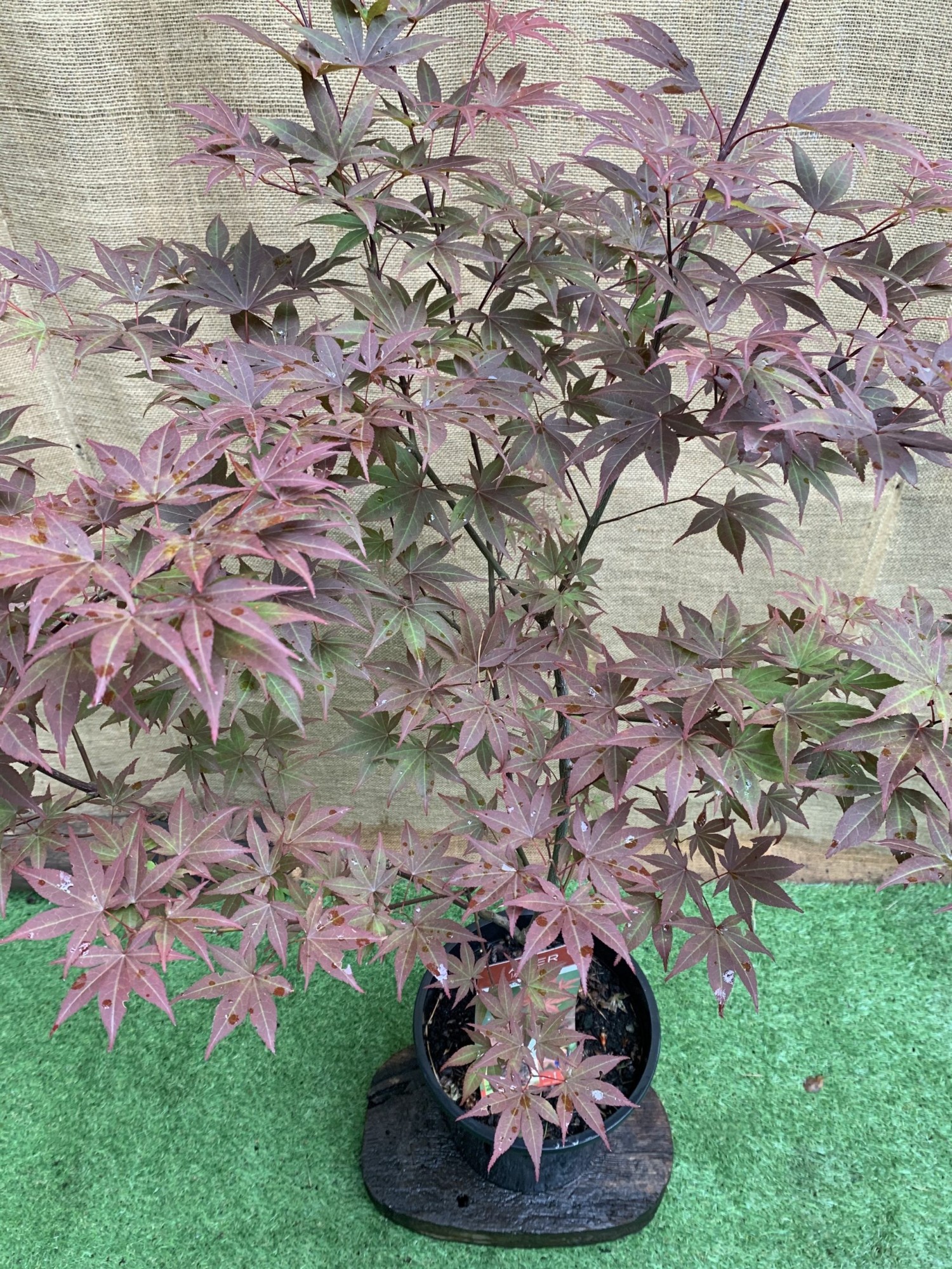 Японський клен Japanese maple, acer palmatum Rovinsky Garden 1,3-1,5 м 10л