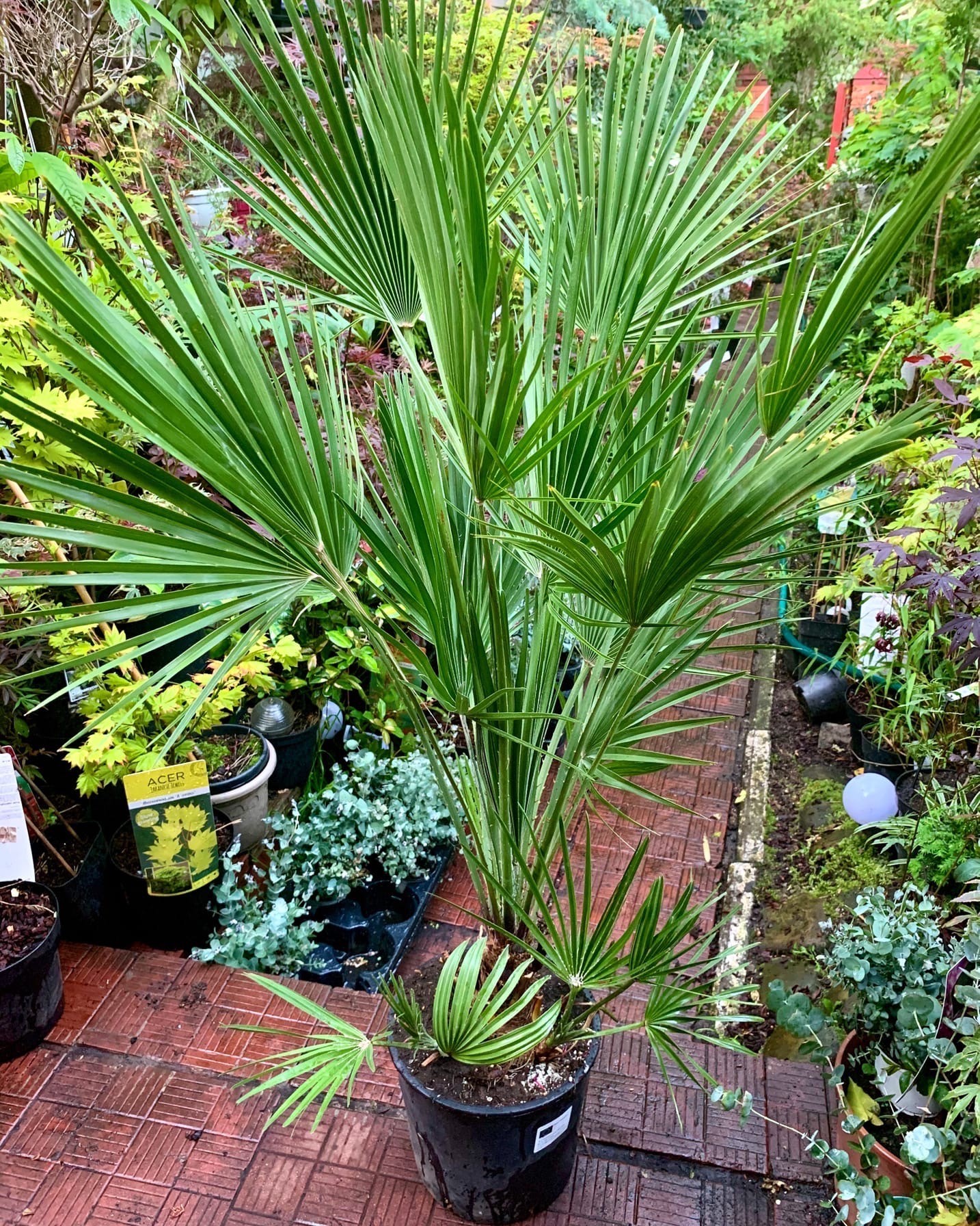 Купить Пальма Хамеропс веерная Florinda Chamaerops Humilis 90-100 см 5 ...