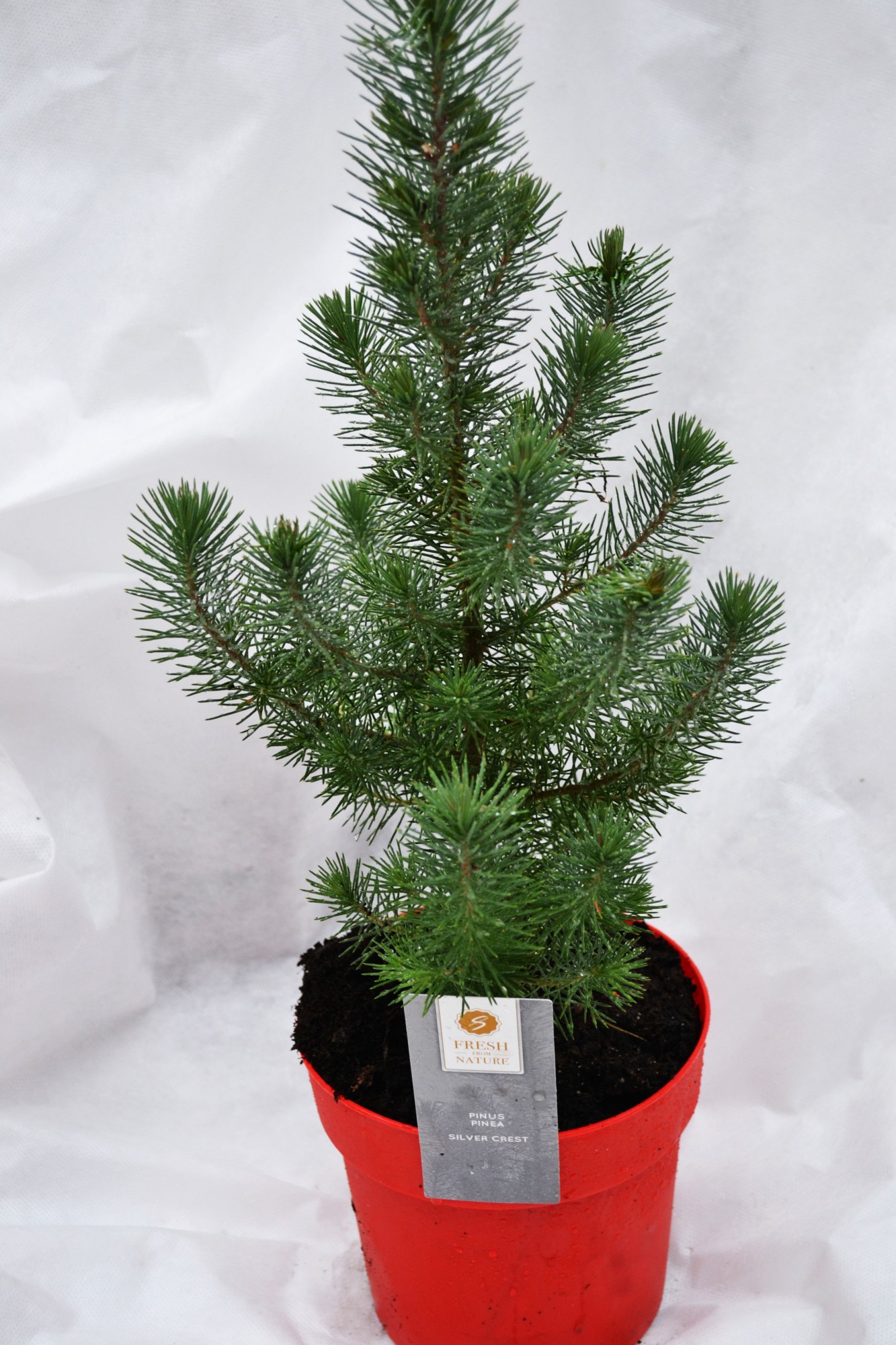 Сосна Rovinsky Garden Pinus Silver Crest 30-35 см