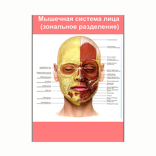 Плакат Vivay Мышечная система лица (зональное разделение) А1 (8214)