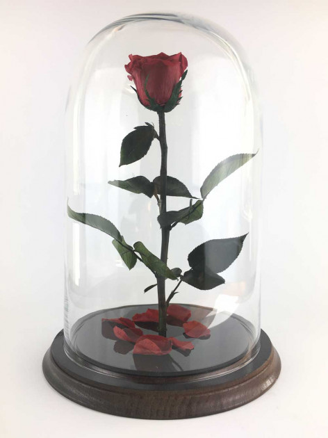 Стабілізована троянда Rose Ecuador Червона (28 см) (Roze_R)
