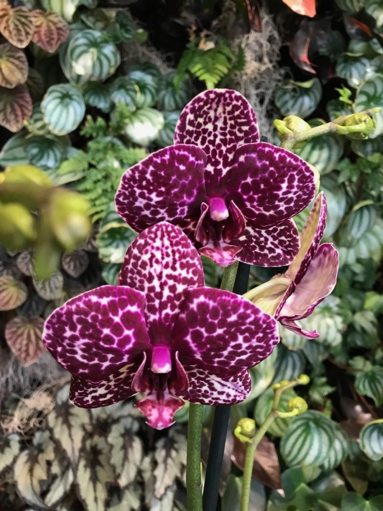 Орхидея Фаленопсис Florinda Дикий Кот Orchid Phalaenopsis Wild Cat