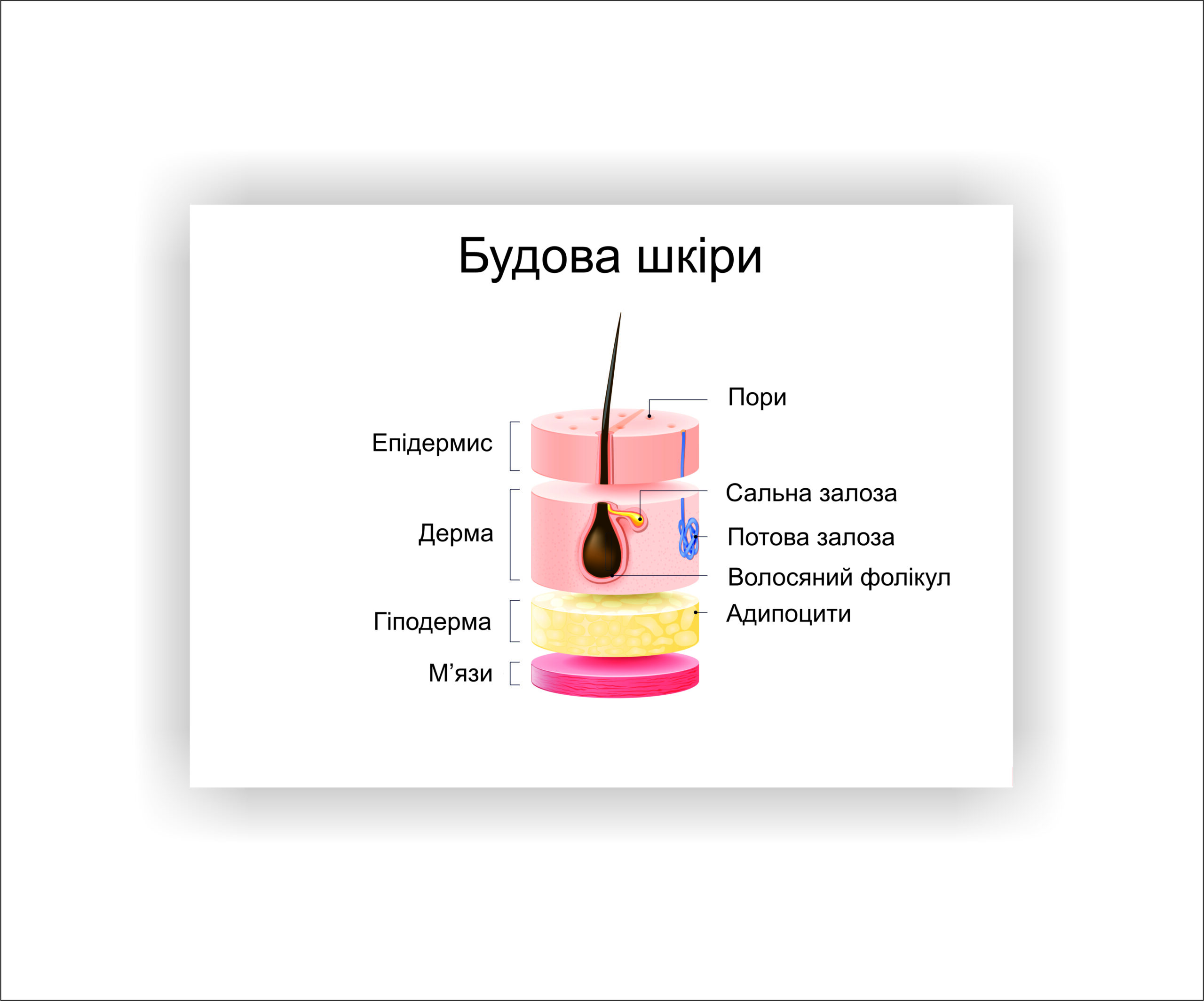 Плакат Vivay Будова шкіри 40х30 см Білий