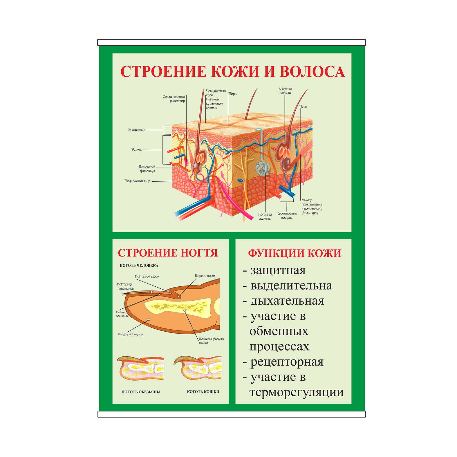 Плакат Vivay Строение кожи и волоса А1 (8944)