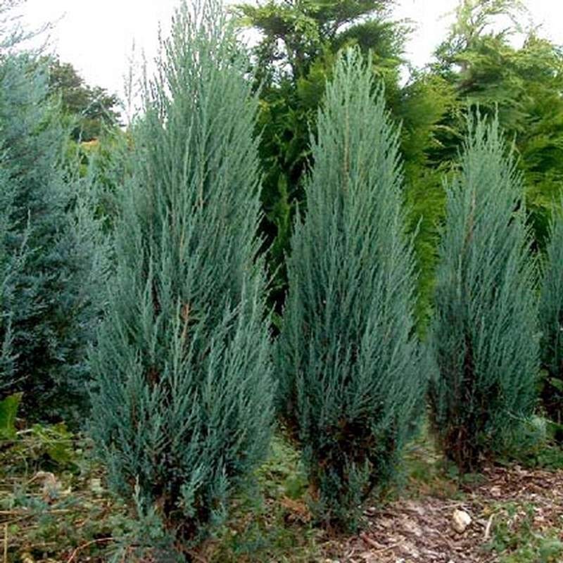 Ялівець скельний Скайрокет Rovinsky Garden (Juniperus scopulorum Skyrocket), 80-110см, об'єм горщика 3л