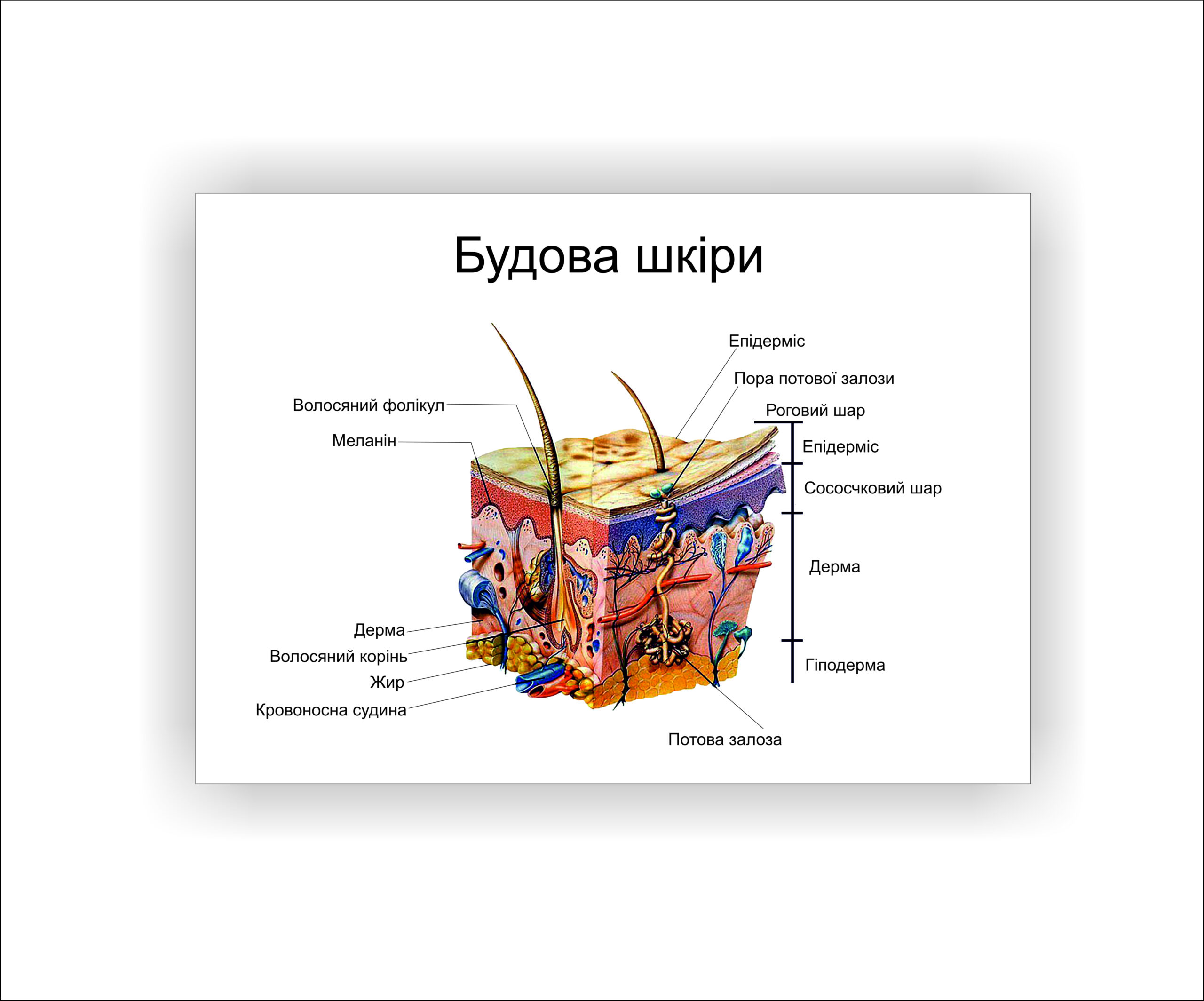 Плакат Vivay Будова шкіри 30х40 см Білий